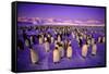 Emperor Penguin Colony in Twilight-null-Framed Stretched Canvas
