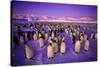Emperor Penguin Colony in Twilight-null-Stretched Canvas