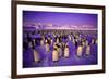 Emperor Penguin Colony in Twilight-null-Framed Photographic Print