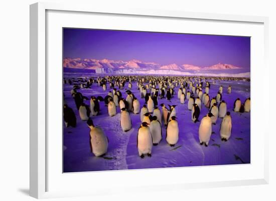 Emperor Penguin Colony in Twilight-null-Framed Photographic Print