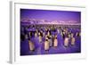 Emperor Penguin Colony in Twilight-null-Framed Photographic Print