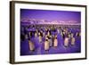 Emperor Penguin Colony in Twilight-null-Framed Photographic Print