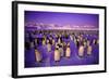 Emperor Penguin Colony in Twilight-null-Framed Photographic Print