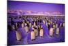 Emperor Penguin Colony in Twilight-null-Mounted Photographic Print