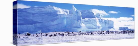 Emperor Penguin Colony, Ruser-Larsen Ice Shelf, Weddell Sea, Antarctica-null-Stretched Canvas