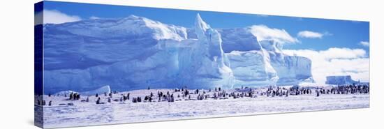 Emperor Penguin Colony, Ruser-Larsen Ice Shelf, Weddell Sea, Antarctica-null-Stretched Canvas