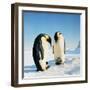Emperor Penguin Family in Snow-null-Framed Photographic Print