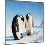 Emperor Penguin Family in Snow-null-Mounted Photographic Print