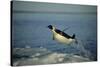 Emperor Penguin Flying Out of Water (Aptenodytes Forsteri) Cape Washington, Antarctica-Martha Holmes-Stretched Canvas