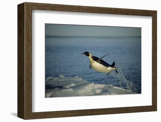 Emperor Penguin Flying Out of Water (Aptenodytes Forsteri) Cape Washington, Antarctica-Martha Holmes-Framed Photographic Print