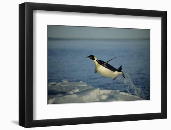 Emperor Penguin Flying Out of Water (Aptenodytes Forsteri) Cape Washington, Antarctica-Martha Holmes-Framed Photographic Print