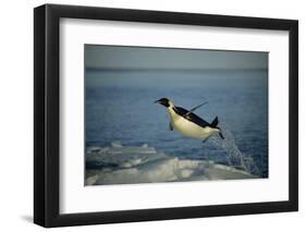 Emperor Penguin Flying Out of Water (Aptenodytes Forsteri) Cape Washington, Antarctica-Martha Holmes-Framed Photographic Print