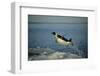 Emperor Penguin Flying Out of Water (Aptenodytes Forsteri) Cape Washington, Antarctica-Martha Holmes-Framed Photographic Print