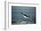 Emperor Penguin Flying Out of Water (Aptenodytes Forsteri) Cape Washington, Antarctica-Martha Holmes-Framed Photographic Print