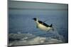 Emperor Penguin Flying Out of Water (Aptenodytes Forsteri) Cape Washington, Antarctica-Martha Holmes-Mounted Photographic Print