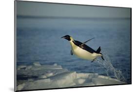 Emperor Penguin Flying Out of Water (Aptenodytes Forsteri) Cape Washington, Antarctica-Martha Holmes-Mounted Photographic Print