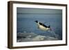 Emperor Penguin Flying Out of Water (Aptenodytes Forsteri) Cape Washington, Antarctica-Martha Holmes-Framed Photographic Print