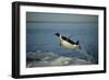 Emperor Penguin Flying Out of Water (Aptenodytes Forsteri) Cape Washington, Antarctica-Martha Holmes-Framed Photographic Print