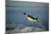 Emperor Penguin Flying Out of Water (Aptenodytes Forsteri) Cape Washington, Antarctica-Martha Holmes-Mounted Photographic Print