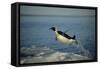 Emperor Penguin Flying Out of Water (Aptenodytes Forsteri) Cape Washington, Antarctica-Martha Holmes-Framed Stretched Canvas