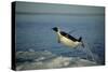 Emperor Penguin Flying Out of Water (Aptenodytes Forsteri) Cape Washington, Antarctica-Martha Holmes-Stretched Canvas