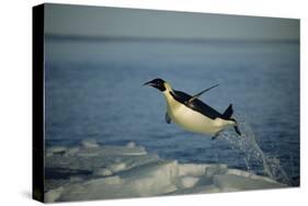 Emperor Penguin Flying Out of Water (Aptenodytes Forsteri) Cape Washington, Antarctica-Martha Holmes-Stretched Canvas