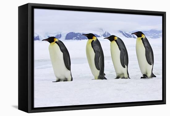 Emperor Penguin Four Adults Walking across Ice-null-Framed Stretched Canvas