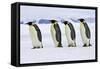 Emperor Penguin Four Adults Walking across Ice-null-Framed Stretched Canvas