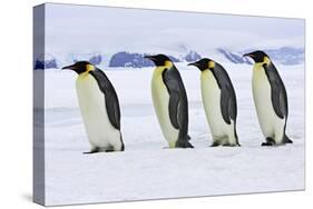 Emperor Penguin Four Adults Walking across Ice-null-Stretched Canvas