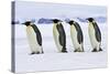 Emperor Penguin Four Adults Walking across Ice-null-Stretched Canvas
