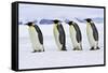 Emperor Penguin Four Adults Walking across Ice-null-Framed Stretched Canvas