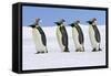 Emperor Penguin Four Adults Walking across Ice-null-Framed Stretched Canvas