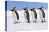 Emperor Penguin Four Adults Walking across Ice-null-Stretched Canvas