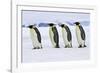 Emperor Penguin Four Adults Walking across Ice-null-Framed Photographic Print