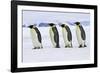 Emperor Penguin Four Adults Walking across Ice-null-Framed Photographic Print