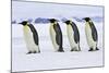 Emperor Penguin Four Adults Walking across Ice-null-Mounted Photographic Print