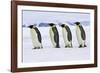 Emperor Penguin Four Adults Walking across Ice-null-Framed Photographic Print