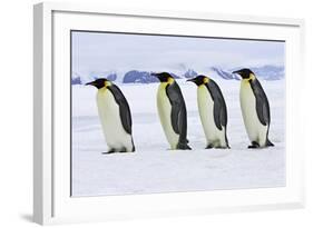 Emperor Penguin Four Adults Walking across Ice-null-Framed Photographic Print
