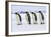 Emperor Penguin Four Adults Walking across Ice-null-Framed Photographic Print