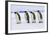 Emperor Penguin Four Adults Walking across Ice-null-Framed Photographic Print