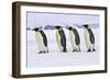 Emperor Penguin Four Adults Walking across Ice-null-Framed Photographic Print