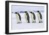 Emperor Penguin Four Adults Walking across Ice-null-Framed Photographic Print