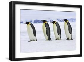 Emperor Penguin Four Adults Walking across Ice-null-Framed Photographic Print