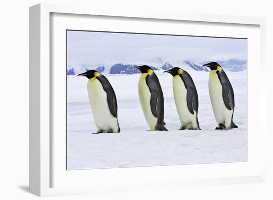 Emperor Penguin Four Adults Walking across Ice-null-Framed Photographic Print