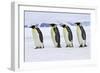 Emperor Penguin Four Adults Walking across Ice-null-Framed Photographic Print