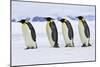 Emperor Penguin Four Adults Walking across Ice-null-Mounted Photographic Print