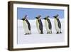 Emperor Penguin Four Adults Walking across Ice-null-Framed Photographic Print