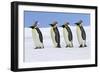 Emperor Penguin Four Adults Walking across Ice-null-Framed Photographic Print