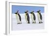 Emperor Penguin Four Adults Walking across Ice-null-Framed Photographic Print