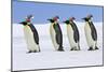 Emperor Penguin Four Adults Walking across Ice-null-Mounted Photographic Print